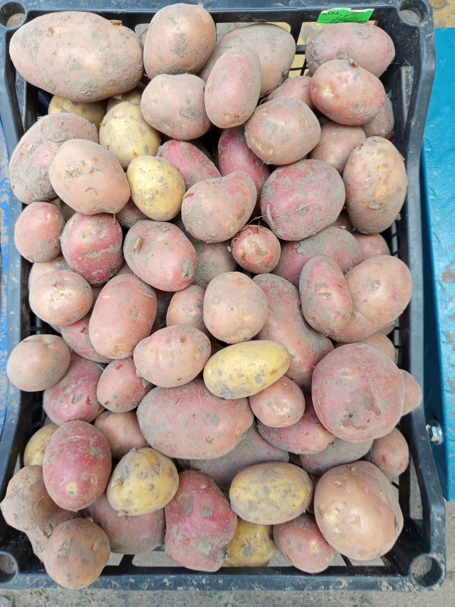 Продам картоплю смачна