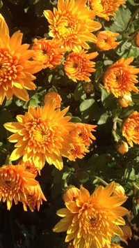 Хризантема мультифлора, шаровидная, бордюрная оранжево желтая