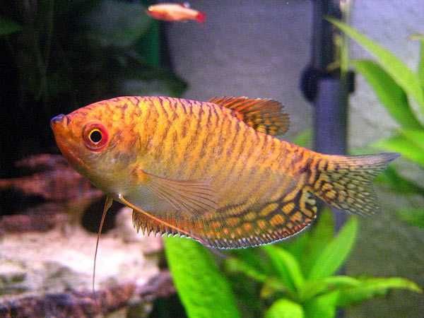 Gurami złote Trichopodus trichopterus