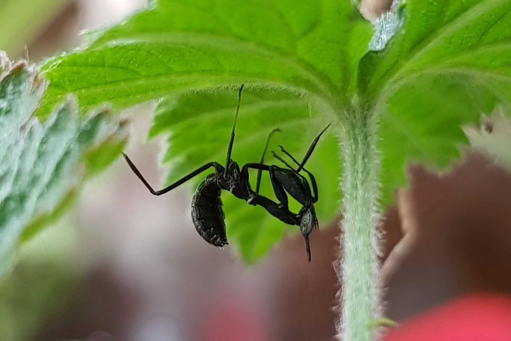 Phyllocrania paradoxa modliszka duch