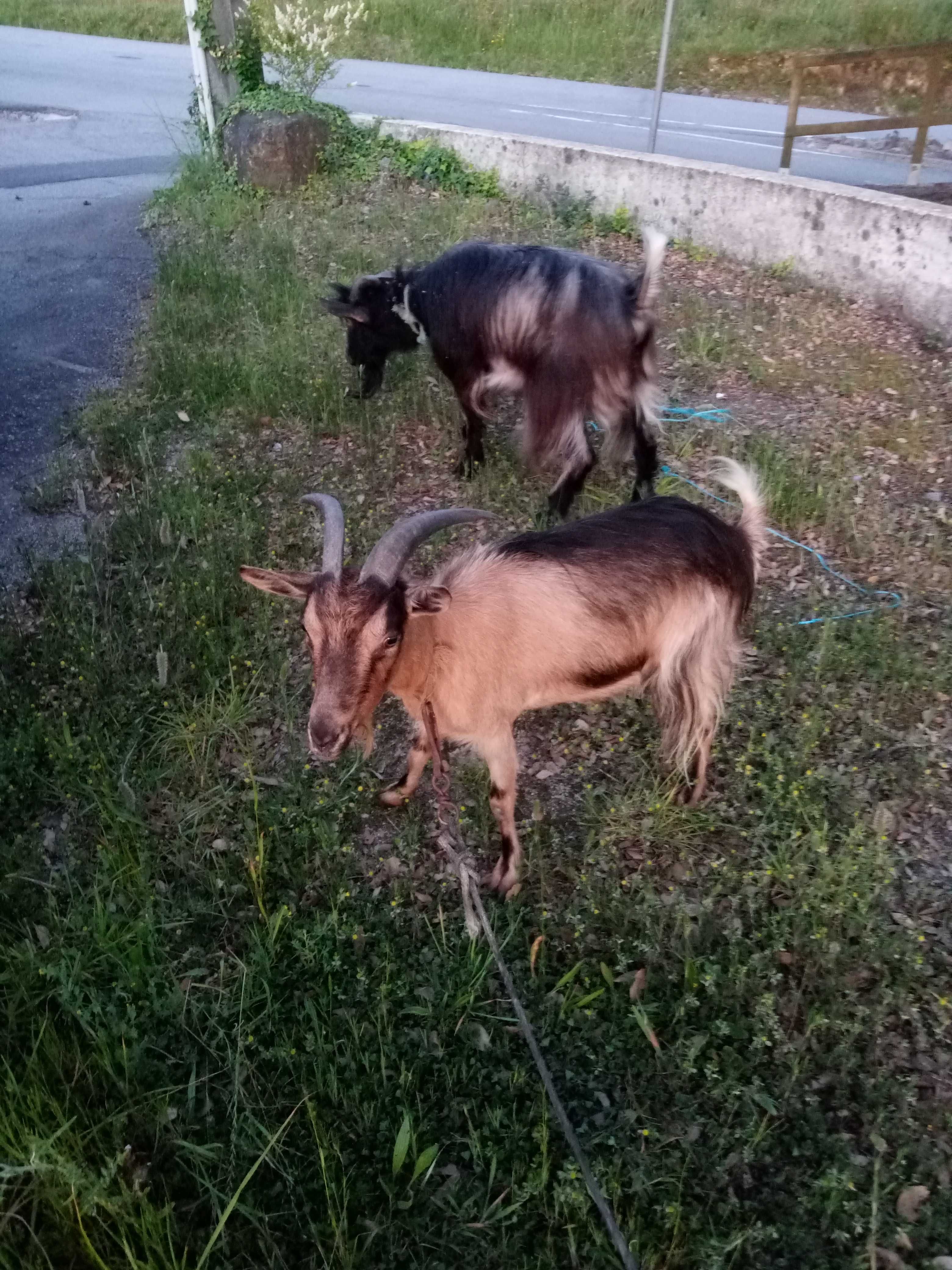 Vendo casal de cabras novas