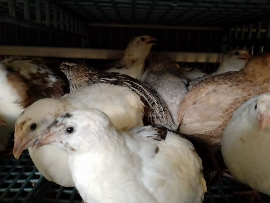 Przepiórki różne kolory