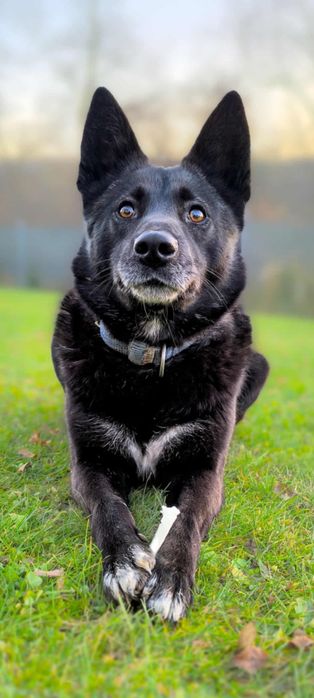 Thora szuka dobry odpowiedzialny domek