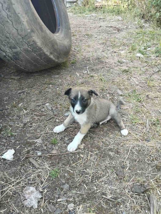 Віддам песика в добрі руки