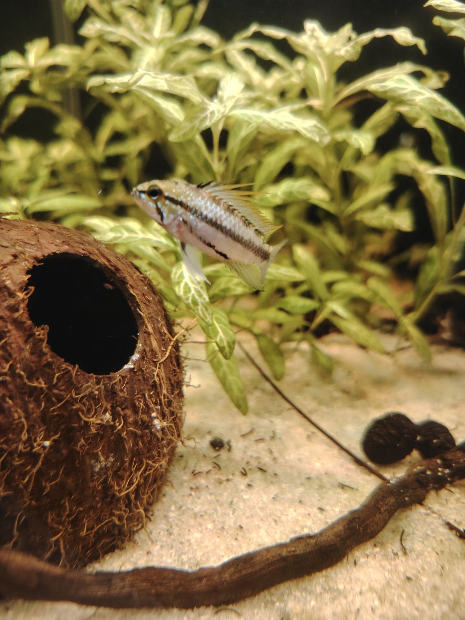 Casal Apistogrammas trifasciata