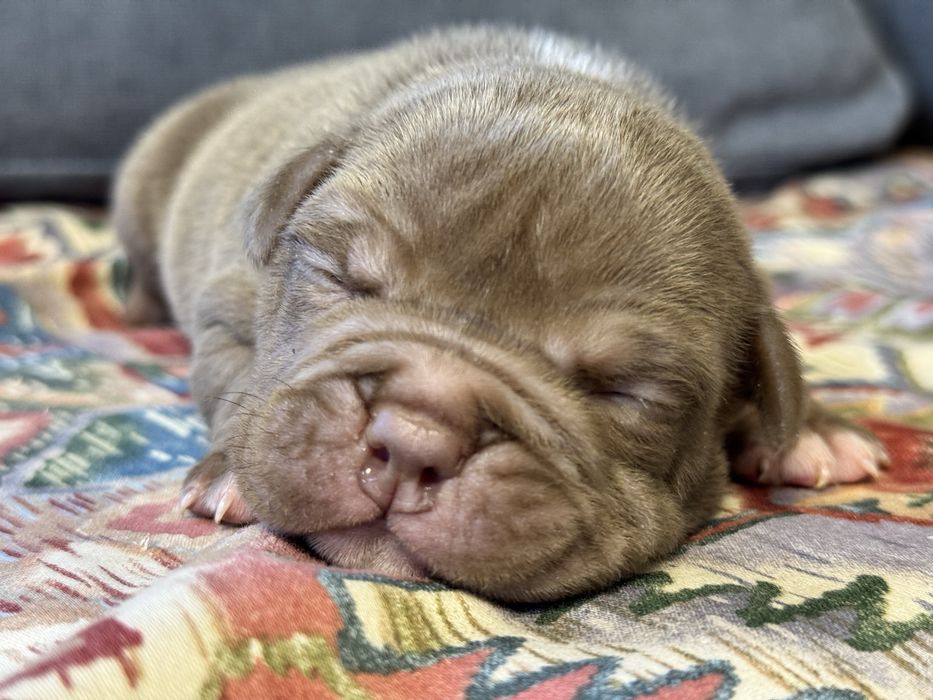 Шоколадний Хлопчик Покет