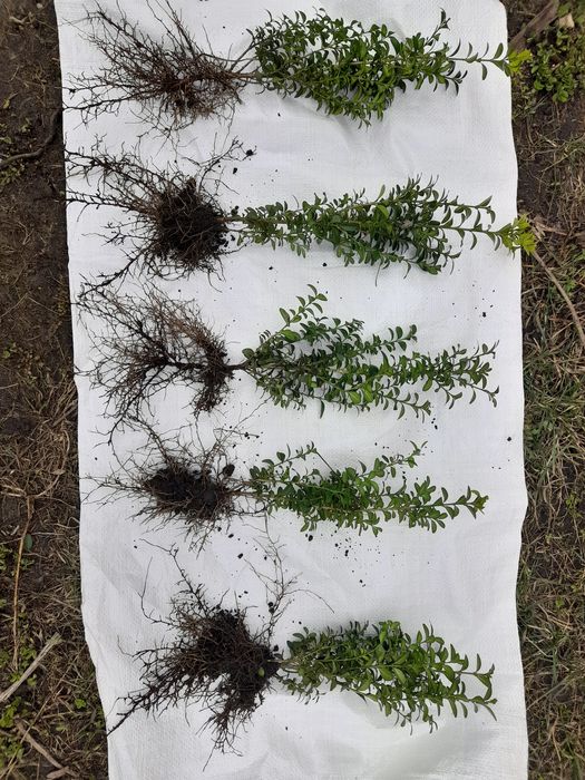 Самшит звичайний