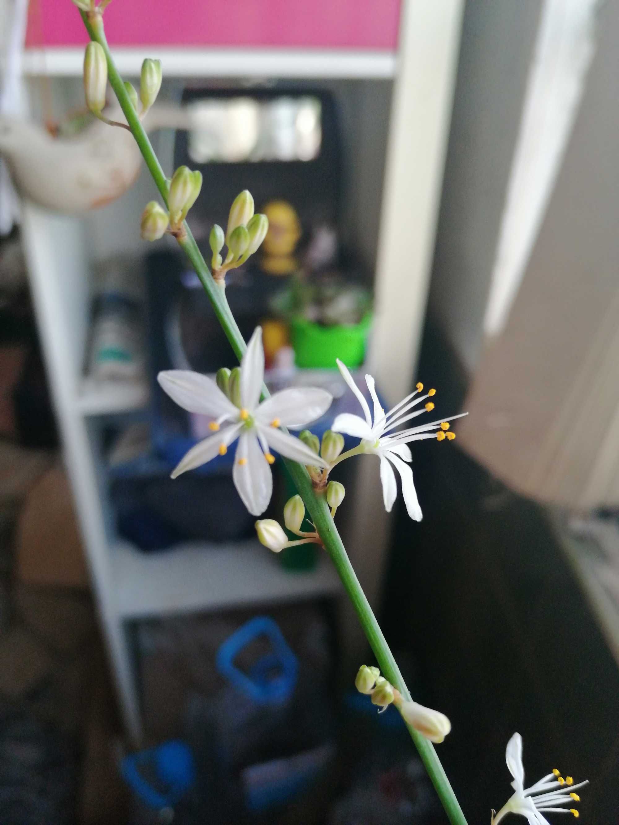 Planta Anthericum liliago