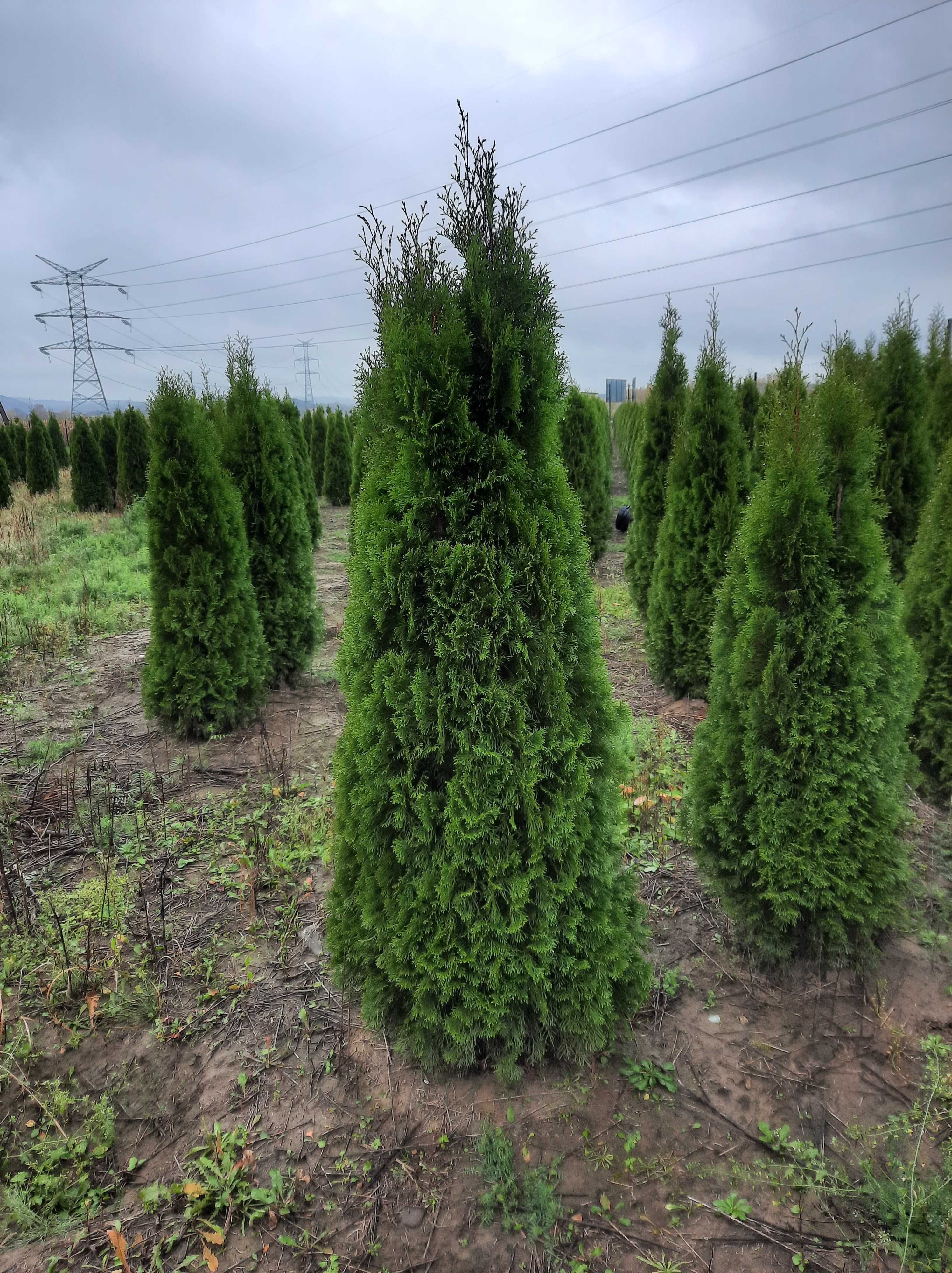 Tuja szmaragd, tuje od 60 do 250 cm! Thuja brabant do 200