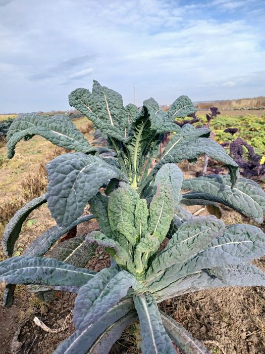 Капуста Кейл (Кале)трьох видів-Тосканська,фіолетова,зелена кучерява