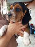 Szczeniak beagle
