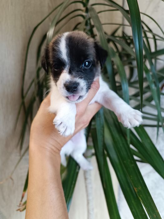 Щеночек загляденье !