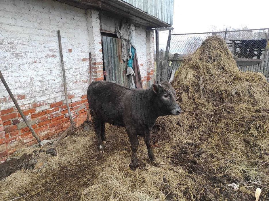 Телка, теличка, телиця.  5 міс.