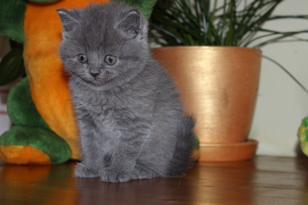 Хлопчик та дівчинка голубої крові