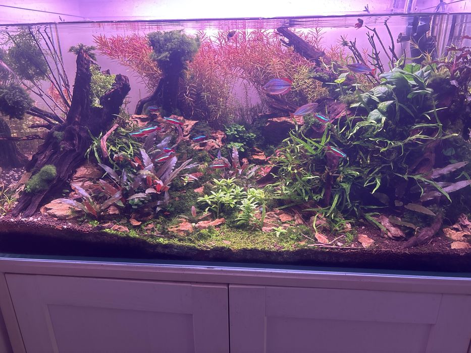 Rotala Orange Juice “MEGA PROMOÇÃO”