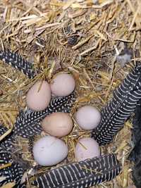 інкубаційне яйце цесарки