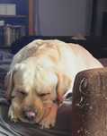 Labrador Charon 5 letni