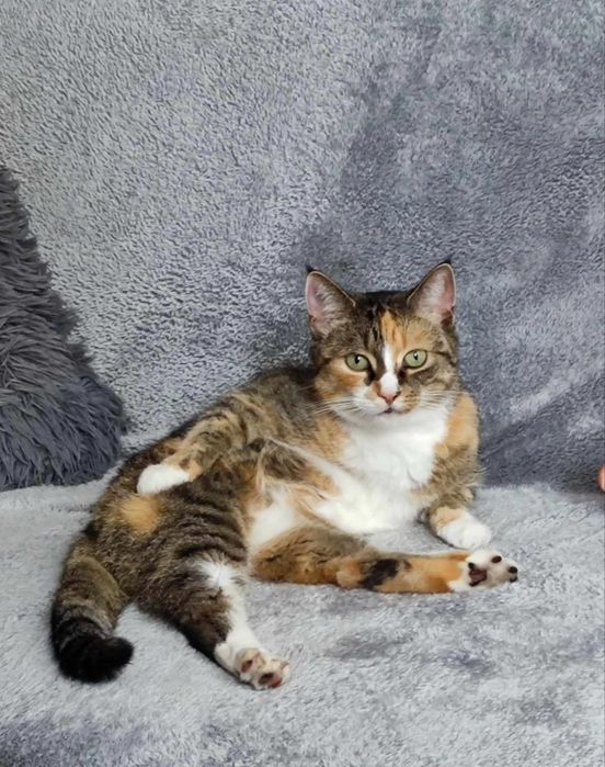 Zaginęła Kotka! Świecie Klasztorna