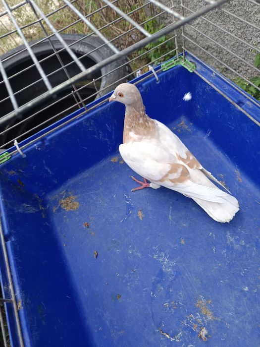 Sprzedam gołębie pocztowe DV ,PL ,2 sztuki MOŻLIWOŚĆ WYSYŁKI