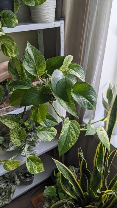 Сциндапсус епіпремнум  Марбл Квін  Глобал Грін Голден Марбл Квин Потос