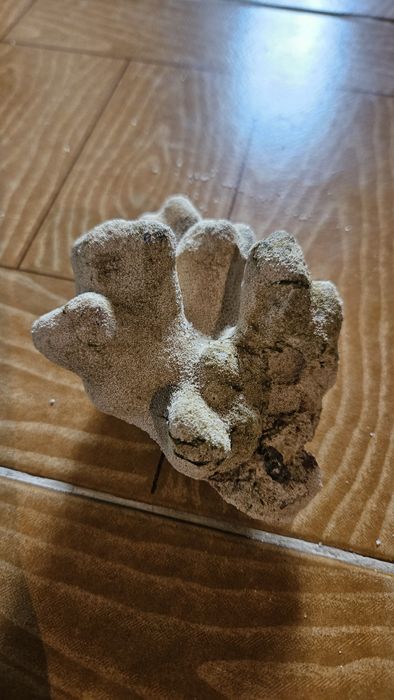 Rocha Coral para decoração de Aquário