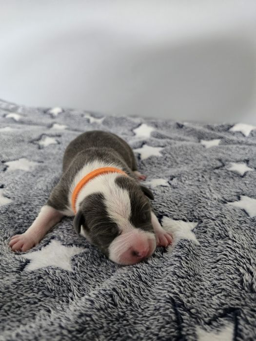 American Staffordshire Terrier FCI samiec