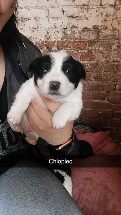 Pieski do oddania (na następnych zdjęciach są wolne pieski do oddania)