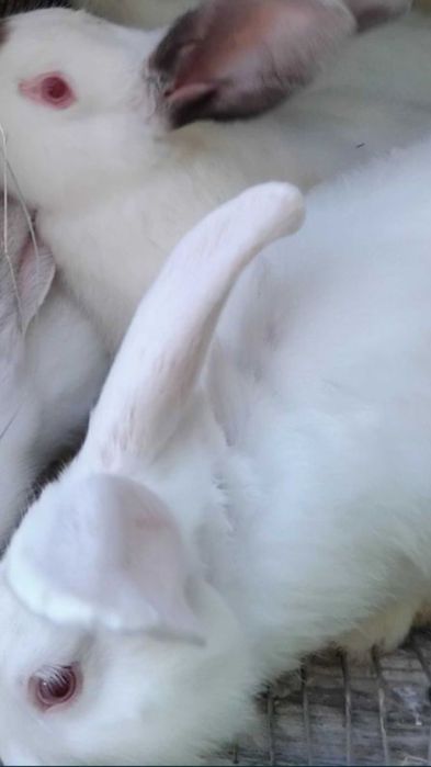 Casal Coelhos  Adultos