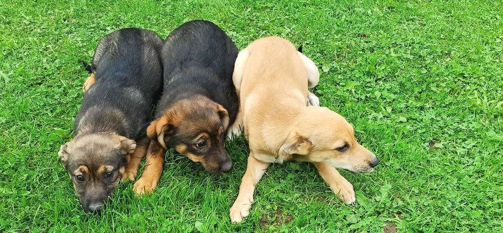 od matki owczarek niemiecki