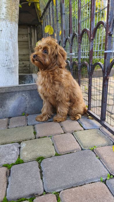 Мальтіпу мін дівчата