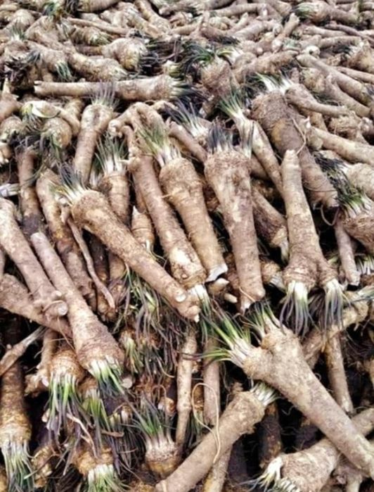 Chrzan świeży kopany 35zl kg. Możliwość kupienia większej ilości