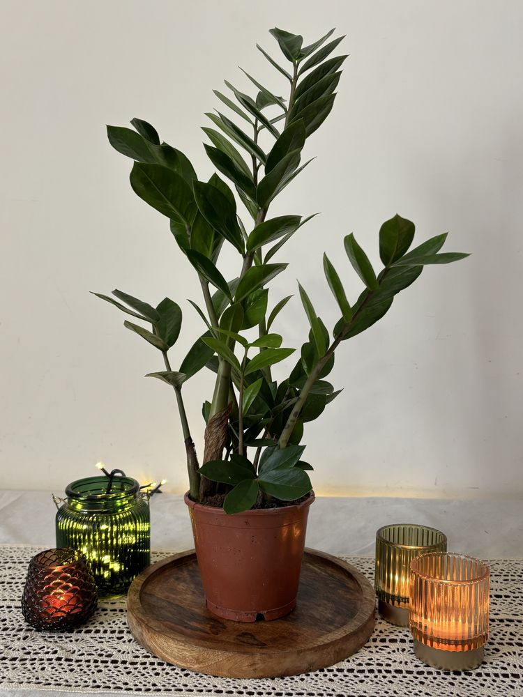 Zamioculcas/Заміокулькас