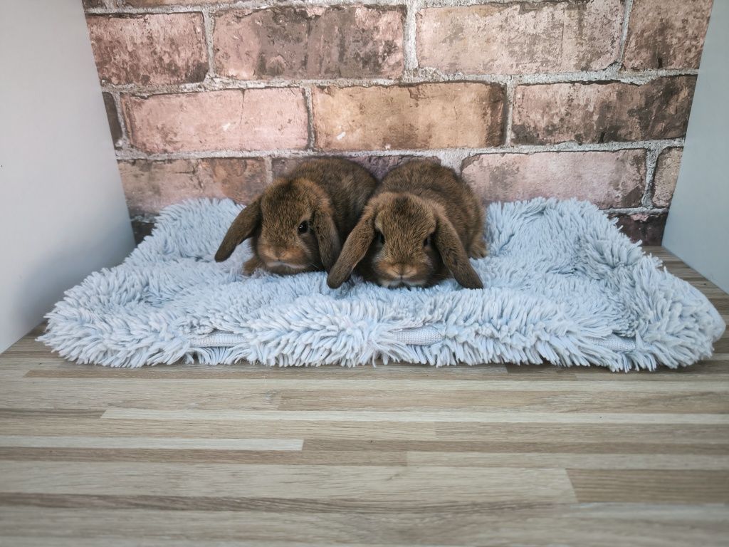 Króliczki Karzełki Baranki Szare mini króliczki