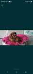 * Cavalier King Charles Spaniel piesek rubinowy Rubi *