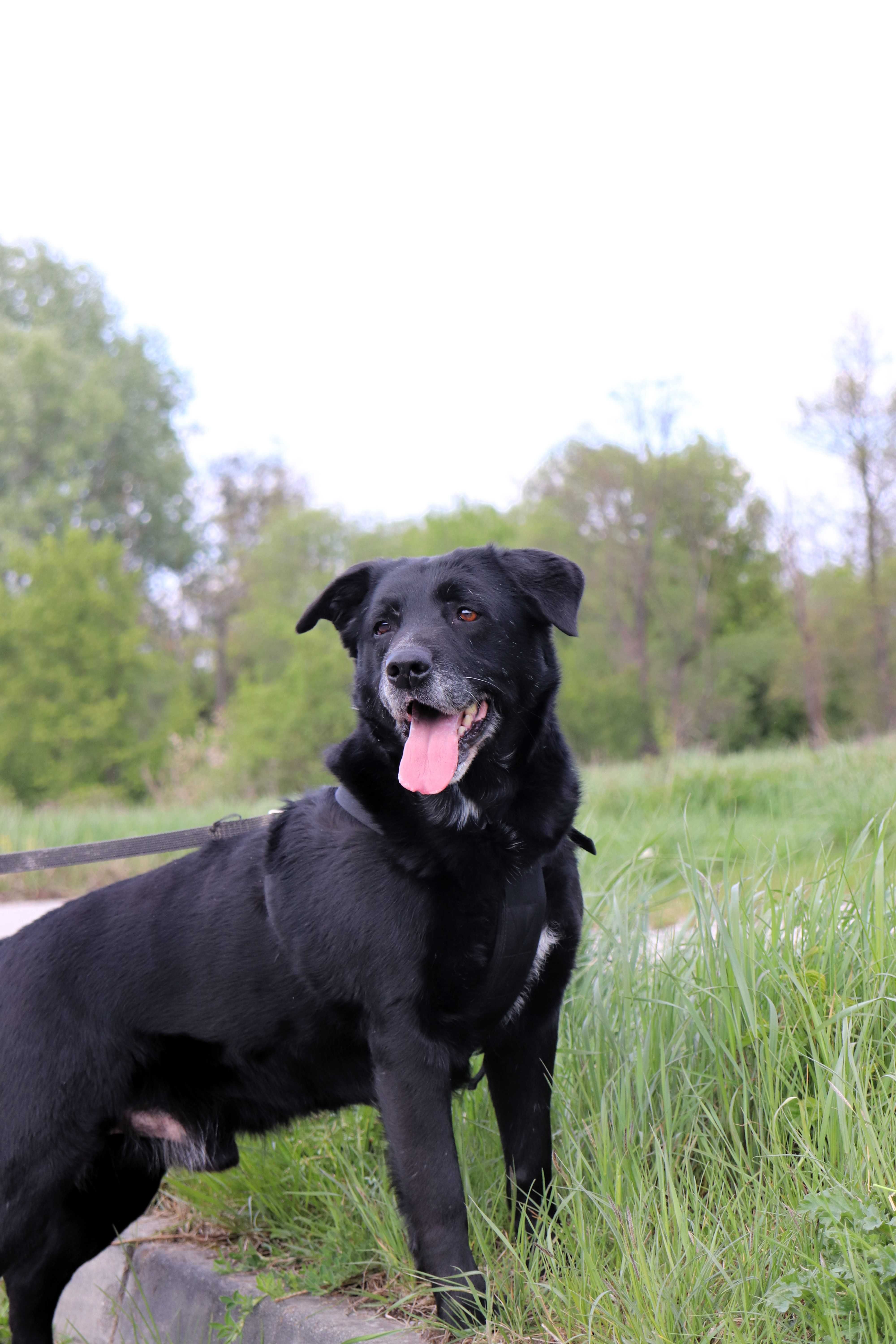 Fado | w typie labradora szuka domu