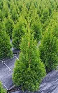 Thuja Tuja Szmaragd 130cm gotowy żywopłot TRANSPORT SADZIMY