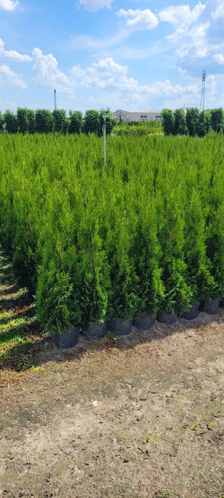 Tuja Smaragd 100 cm Dostawa gratis thuja brabant tuje Rabka zdroj