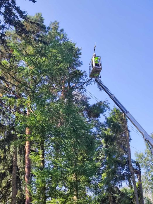 Wycinka Drzew I Pielęgnacja Zieleni I Usługi Rębakiem I Frezowanie Pni
