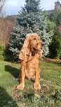 Cocker Spaniel Angielski REPRODUKTOR 900zł