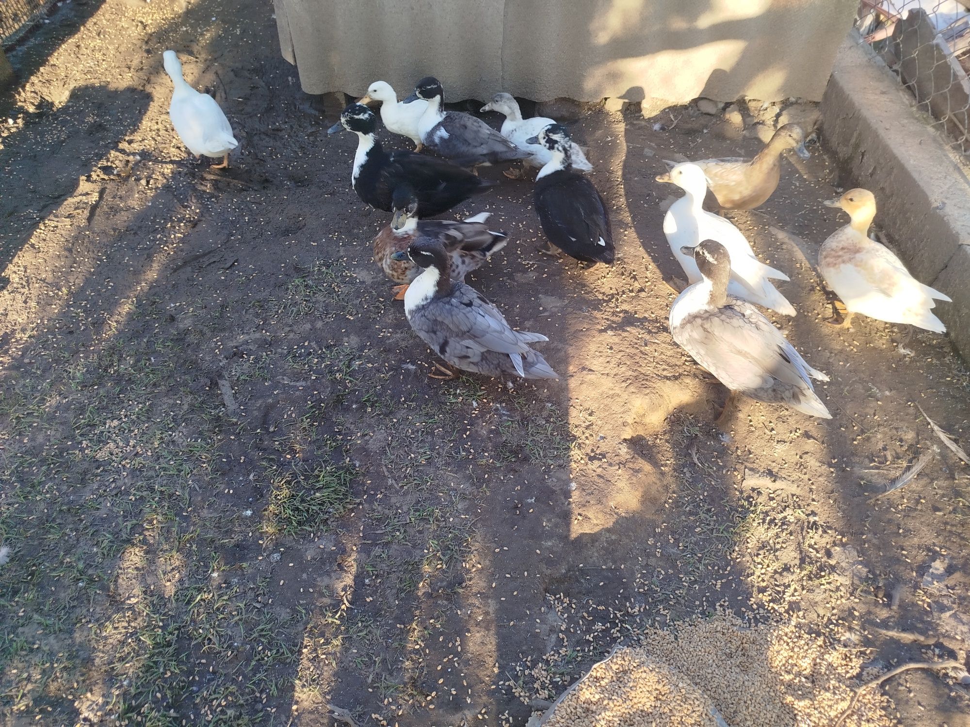 Kaczki Call duck