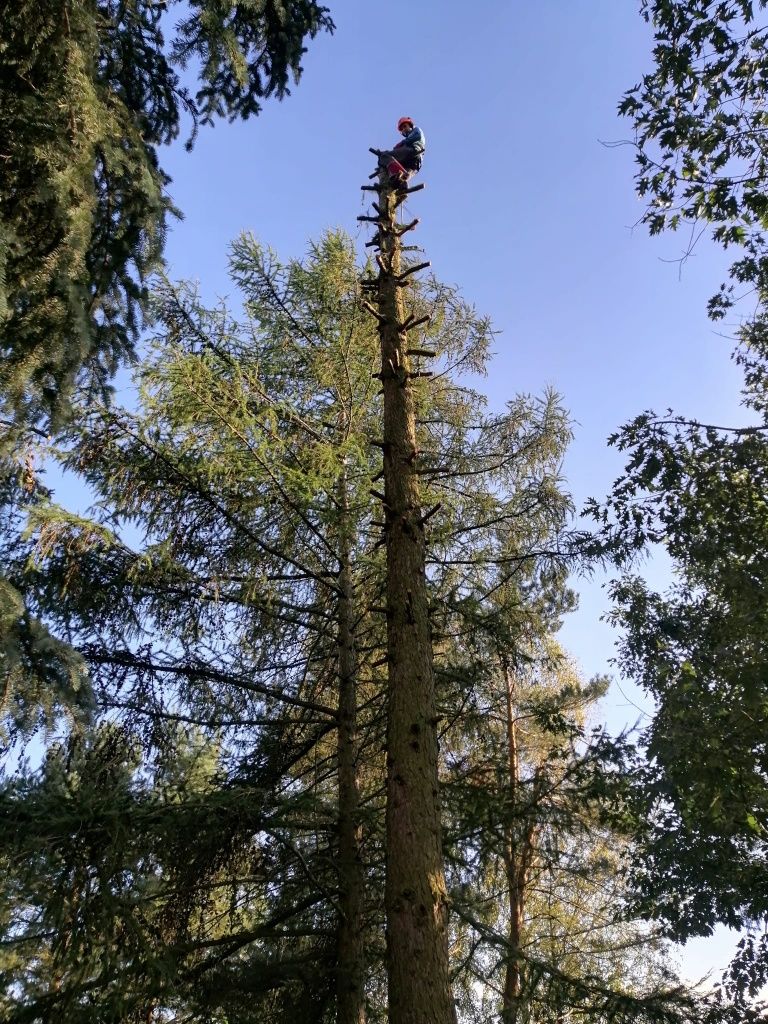 wycinka drzew, cięcie i rąbanie drewna