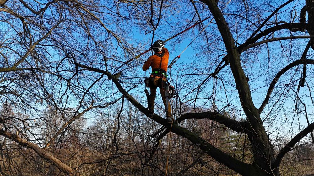 Pielęgnacja i wycinka drzew