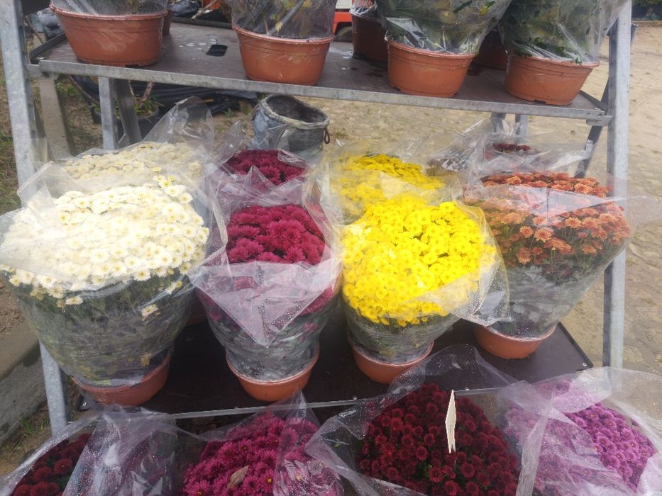 Chryzantemy różne kolory i  wielkości doniczka