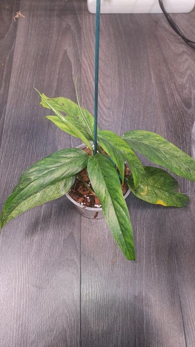 Epipremnum pinnatum cream mint