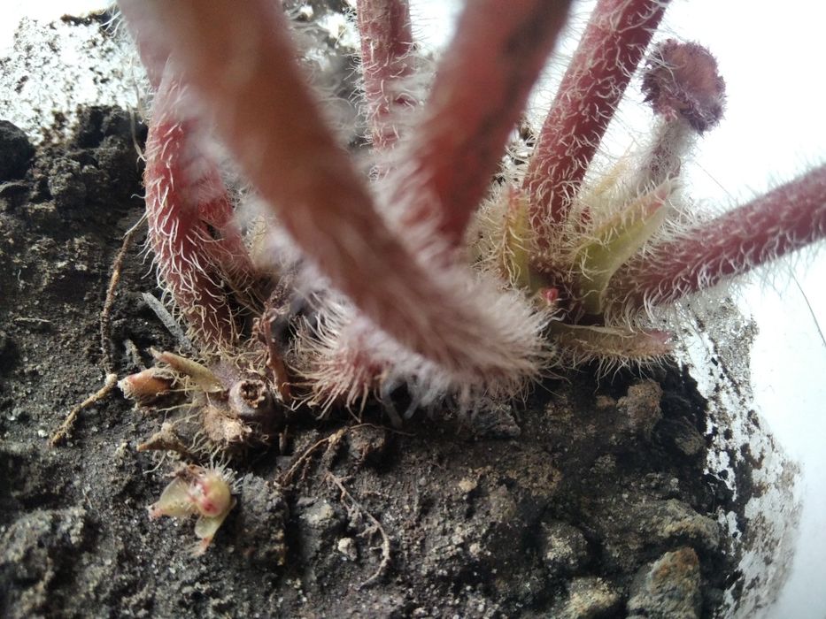 Бегонии. Сорт Masonina Mountain. Подростки