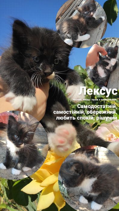 Кіт чорний рудий кот рыжий черный