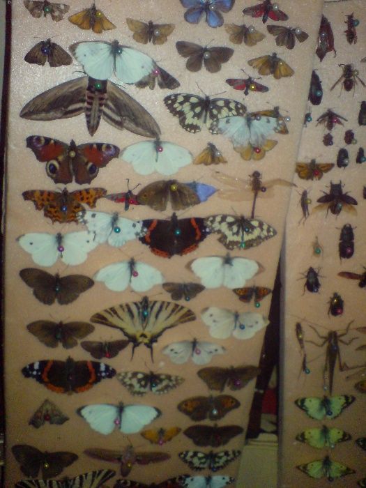 Продам комахи,метелики,жуки,бабочки,насекомые