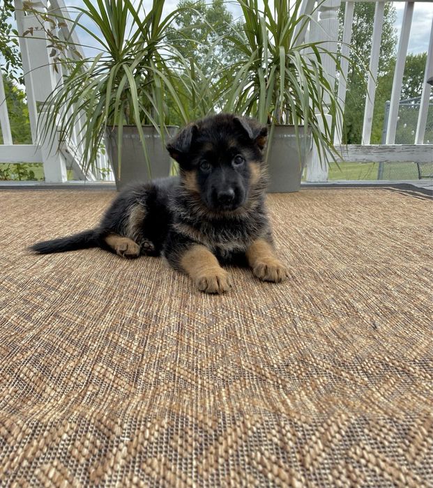 Щенки немецкой овчарки от породных родителей