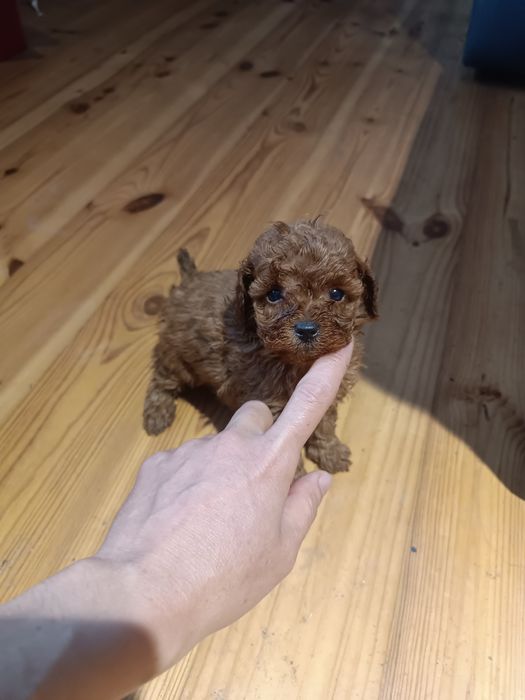 Чудові малюки міні і супер міні той і тікап. Львів.