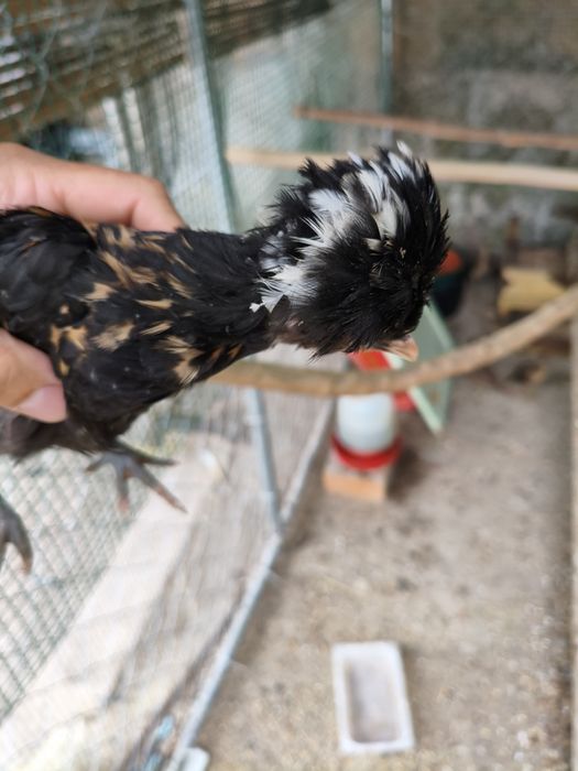 Vendo pintos Paduanas